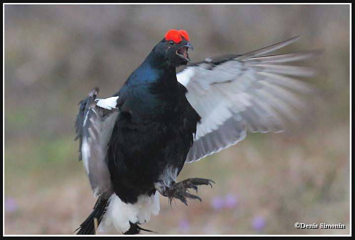 saut de tétras lyre en parade